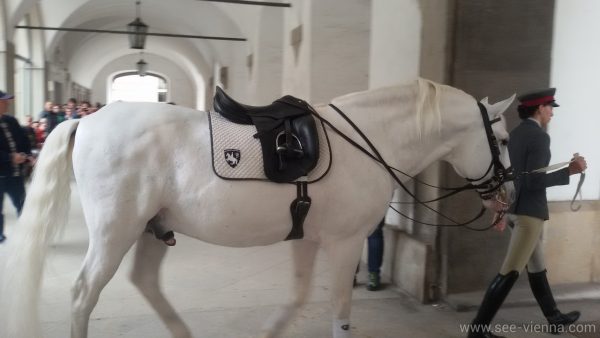 Виена Испанската школа по езда Липицанските коне Частни обиколки